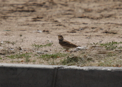 Melanocorypha bimaculata