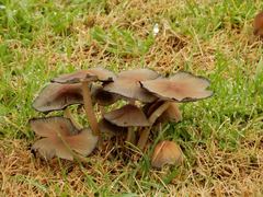 Coprinellus truncorum