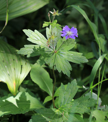 Geranium platyanthum