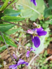 Viola philippica