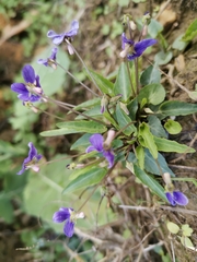 Viola philippica
