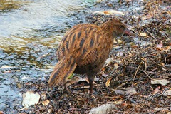 Gallirallus australis scotti