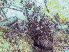 Astropyga pulvinata
