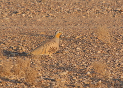 Pterocles senegallus