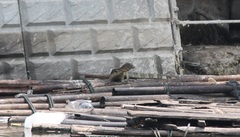 Varanus salvator macromaculatus