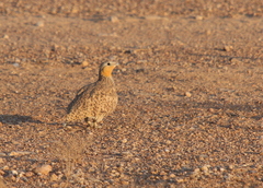 Pterocles senegallus