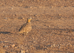 Pterocles senegallus