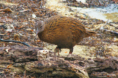 Gallirallus australis scotti