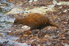 Gallirallus australis scotti