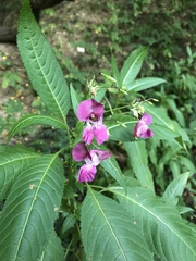Impatiens glandulifera