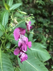 Impatiens glandulifera