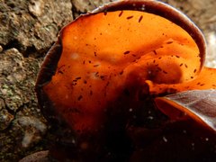 Auricularia auricula-judae