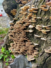 Polyporaceae