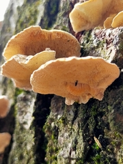 Polyporaceae