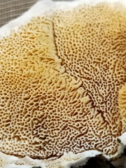 Polyporaceae