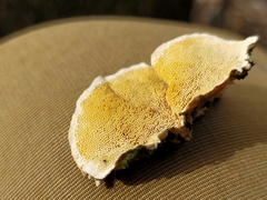 Polyporaceae