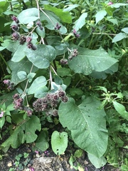 Arctium tomentosum