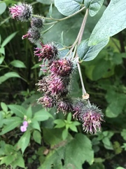 Arctium tomentosum