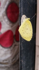 Eurema hecabe