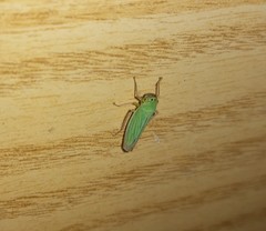Cicadella viridis