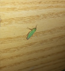 Cicadella viridis