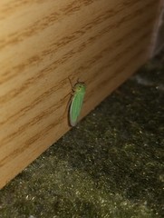 Cicadella viridis