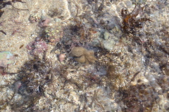 Pilumnus