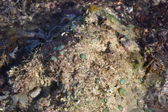 Dictyosphaeria versluysii
