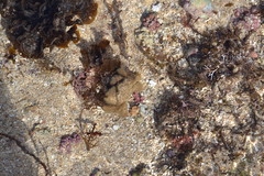 Pilumnus