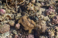 Pilumnus