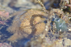 Pilumnus