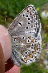 Polyommatus eros