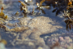 Pilumnus
