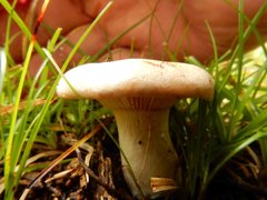 Singerocybe clitocyboides