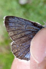 Polyommatus eros