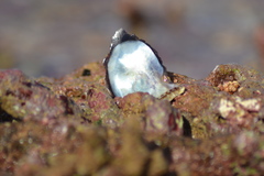 Pteriidae