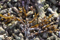 Hormophysa cuneiformis