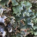 Cetrelia chicitae - Photo (c) Samuel Brinker,  זכויות יוצרים חלקיות (CC BY-NC), הועלה על ידי Samuel Brinker