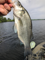 Morone chrysops