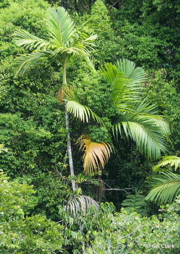 Pinanga insignis