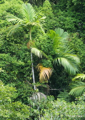 Pinanga insignis