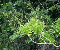 Dracaena multiflora