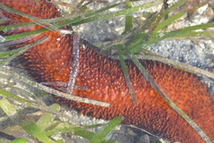 Holothuria isuga