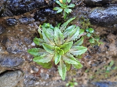 Plantago triandra