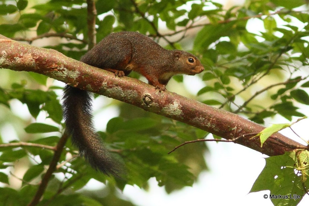 Red-legged Sun Squirrel (Heliosciurus rufobrachium)