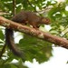Red-legged Sun Squirrel - Photo (c) Markus  Lilje, some rights reserved (CC BY-NC-ND), uploaded by Markus  Lilje