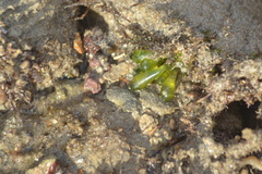 Bornetella oligospora