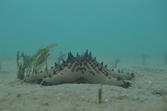 Pentaceraster alveolatus