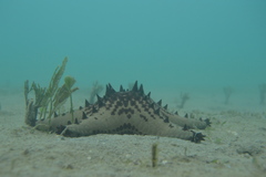 Pentaceraster alveolatus