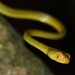 Blue-tailed Nocturnal Tree Snake - Photo (c) Markus  Lilje, some rights reserved (CC BY-NC-ND), uploaded by Markus  Lilje